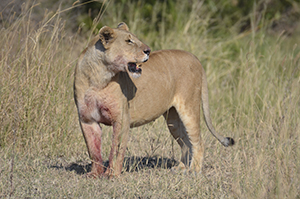 Lioness after eating - Serengeti